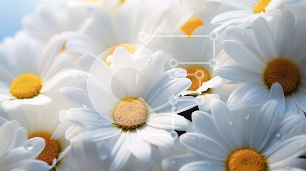 Intra Συλλεκτικό Ξύλινο Παζλ Plywood  4mm - Όμορφη εικόνα λευκών μαργαριτών σε κυκλική διάταξη Σε Ξύλινο Κουτί - Διαστάσεις: 10x10 cm – 25 κομμάτια