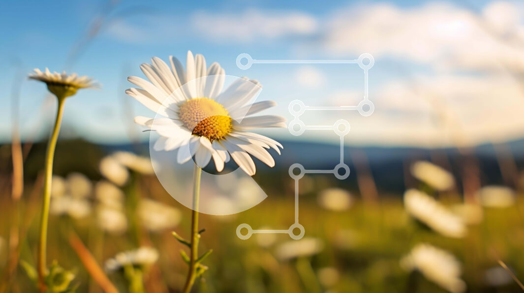 Intra Συλλεκτικό Ξύλινο Παζλ Plywood  4mm - Λευκό λουλούδι μαργαρίτας σε ανοιχτό χωράφι με βουνά Σε Ξύλινο Κουτί - Διαστάσεις: 10x10 cm – 25 κομμάτια