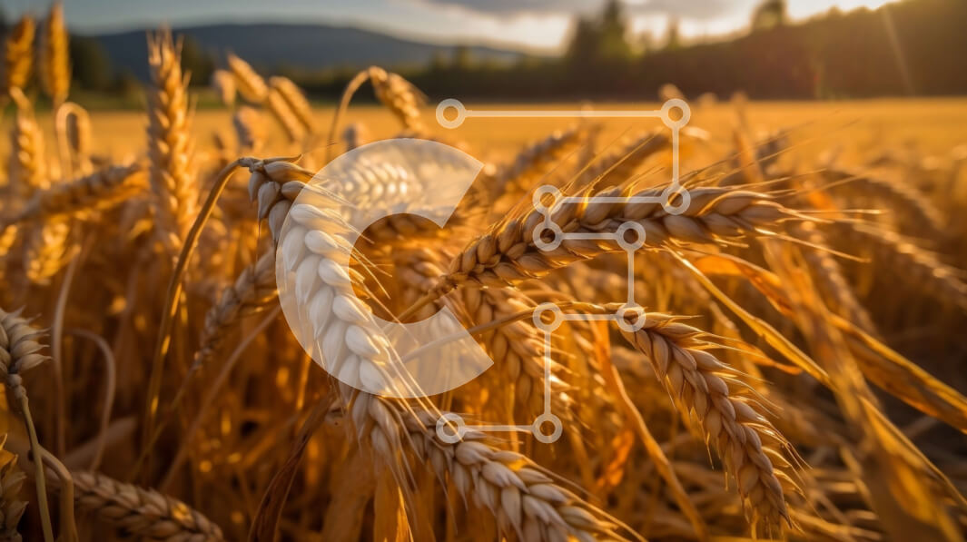 Intra Συλλεκτικό Ξύλινο Παζλ Plywood  4mm - Όμορφο τοπίο ηλιοβασιλέματος με το σιτάρι και τα βουνά Σε Ξύλινο Κουτί - Διαστάσεις: 10x10 cm – 25 κομμάτια