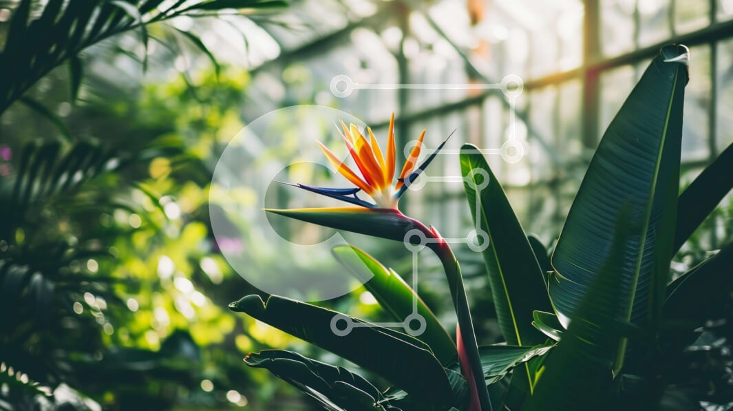 Intra Συλλεκτικό Ξύλινο Παζλ Plywood  4mm - Λουλούδι Bird of Paradise στον καταπράσινο εσωτερικό κήπο Σε Ξύλινο Κουτί - Διαστάσεις: 10x10 cm – 25 κομμάτια