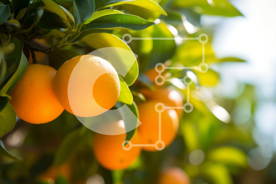 Intra Συλλεκτικό Ξύλινο Παζλ Plywood  4mm - Δέντρο με ώριμα πορτοκάλια Σε Ξύλινο Κουτί - Διαστάσεις: 10x10 cm – 25 κομμάτια