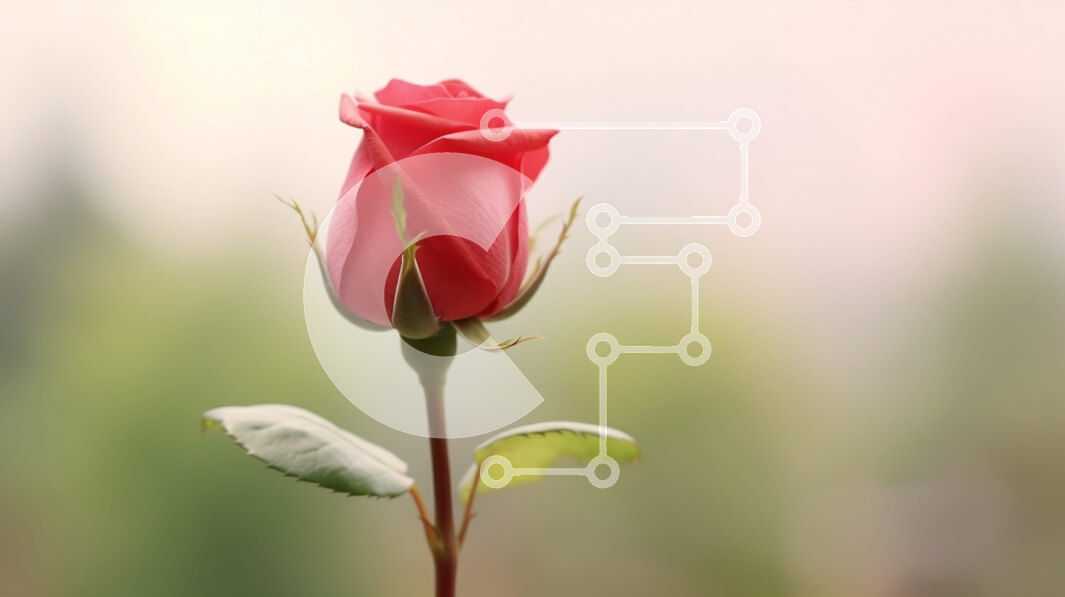 Intra Συλλεκτικό Ξύλινο Παζλ Plywood  4mm - Όμορφο ενιαίο κόκκινο τριαντάφυλλο Σε Ξύλινο Κουτί - Διαστάσεις: 10x10 cm – 25 κομμάτια