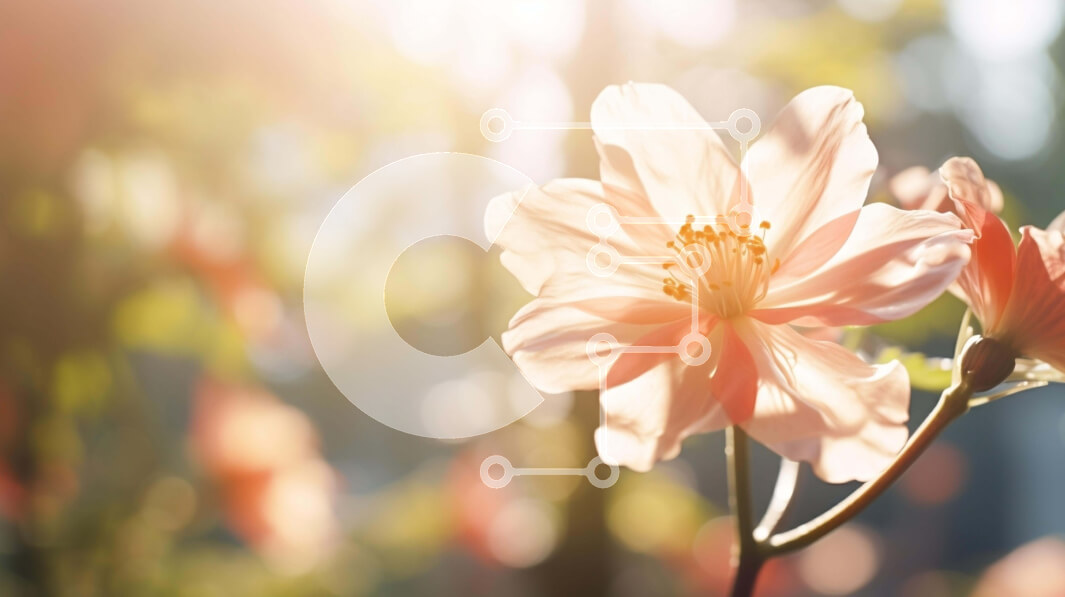 Intra Συλλεκτικό Ξύλινο Παζλ Plywood  4mm - Όμορφο ροζ λουλούδι με το φως του ήλιου Σε Ξύλινο Κουτί - Διαστάσεις: 10x10 cm – 25 κομμάτια