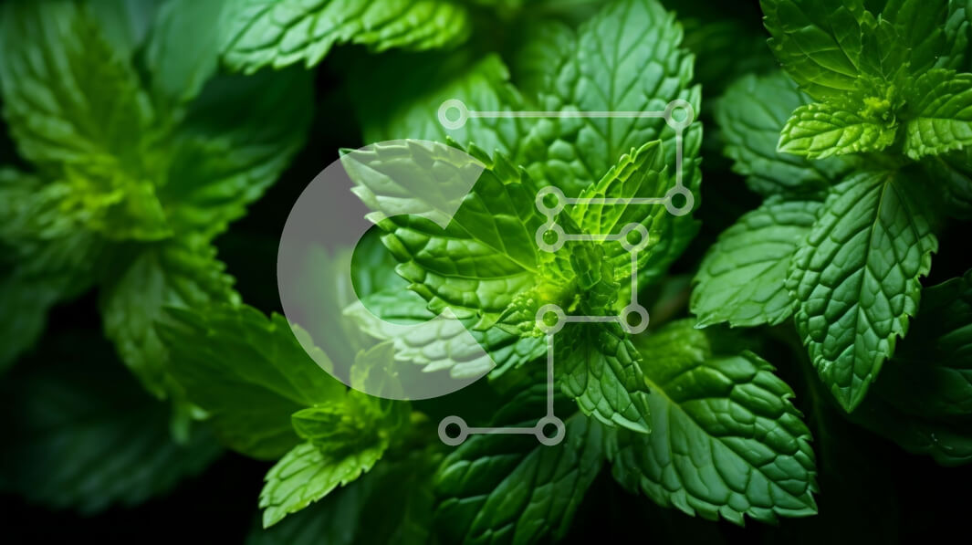 Σετ των 2 Intra Συλλεκτικό Ξύλινο Παζλ Plywood  4mm - Κοντινή όψη των φρέσκων φύλλων μέντας Σε Ξύλινο Κουτί - Διαστάσεις: 10x10 cm – 25 κομμάτια