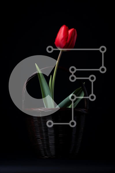 Σετ των 2 Intra Συλλεκτικό Ξύλινο Παζλ Plywood  4mm - Μονό κόκκινο λουλούδι τουλίπας σε ψάθινο καλάθι Σε Ξύλινο Κουτί - Διαστάσεις: 10x10 cm – 25 κομμάτια