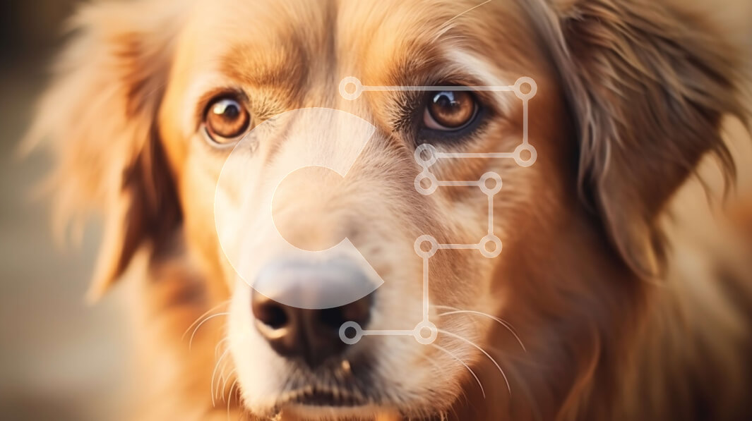 Σετ των 2 Intra Συλλεκτικό Ξύλινο Παζλ Plywood  4mm - Κοντινή εικόνα ενός σοβαρού σκύλου Γκόλντεν Ριτρίβερ Σε Ξύλινο Κουτί - Διαστάσεις: 10x10 cm – 25 κομμάτια