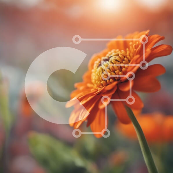 Intra Συλλεκτικό Ξύλινο Παζλ Plywood  4mm - Κοντινό πλάνο του πορτοκαλιού λουλουδιού σε πλήρη άνθιση Σε Ξύλινο Κουτί - Διαστάσεις: 10x10 cm – 25 κομμάτια