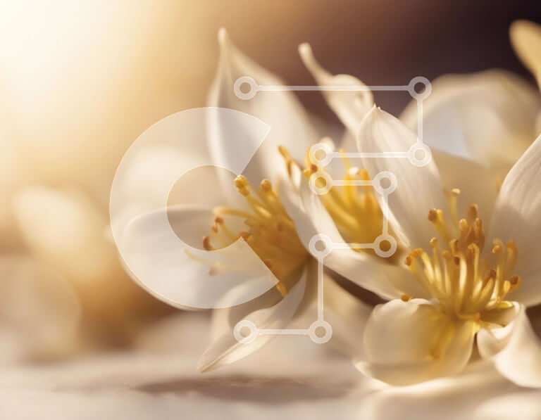 Intra Συλλεκτικό Ξύλινο Παζλ Plywood  4mm - Κοντινή όψη ενός λευκού λουλουδιού σε πλήρη άνθιση Σε Ξύλινο Κουτί - Διαστάσεις: 10x10 cm – 25 κομμάτια