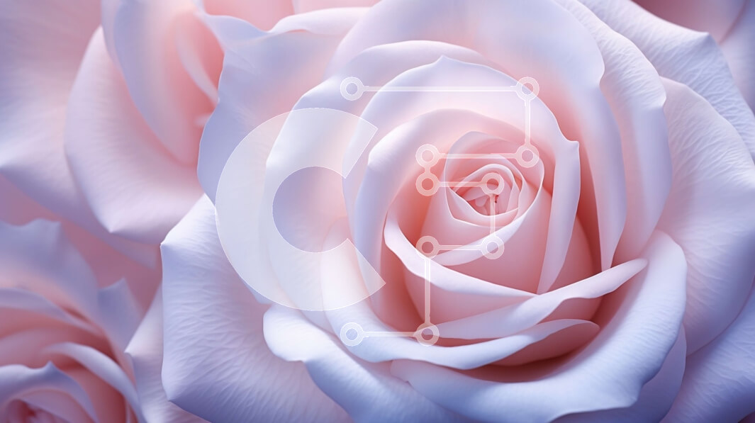 Intra Συλλεκτικό Ξύλινο Παζλ Plywood  4mm - Όμορφη κοντινή εικόνα ενός λευκού τριαντάφυλλου Σε Ξύλινο Κουτί - Διαστάσεις: 10x10 cm – 25 κομμάτια