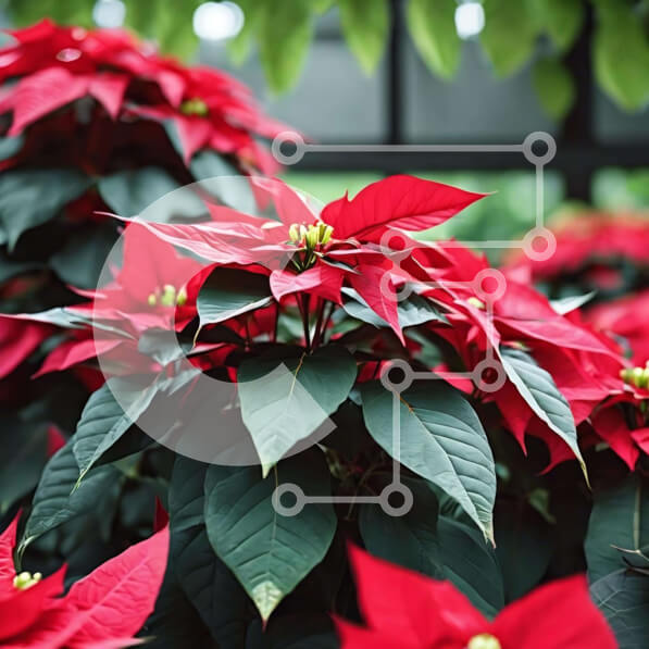 Intra Συλλεκτικό Ξύλινο Παζλ Plywood  4mm - Κόκκινα φυτά Poinsettia στο θερμοκήπιο για διακοσμήσεις διακοπών Σε Ξύλινο Κουτί - Διαστάσεις: 10x10 cm – 25 κομμάτια