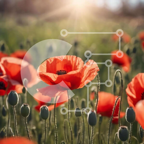 Intra Συλλεκτικό Ξύλινο Παζλ Plywood  4mm - Πεδίο με κόκκινα λουλούδια παπαρούνας στο φως του ήλιου Σε Ξύλινο Κουτί - Διαστάσεις: 10x10 cm – 25 κομμάτια