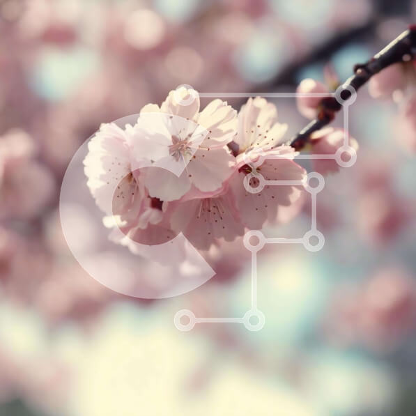 Intra Συλλεκτικό Ξύλινο Παζλ Plywood  4mm - Ανοιξιάτικα άνθη κερασιάς Σε Ξύλινο Κουτί - Διαστάσεις: 10x10 cm – 25 κομμάτια