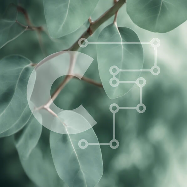 Intra Συλλεκτικό Ξύλινο Παζλ Plywood  4mm - Ονειρική κινηματογράφηση σε πρώτο πλάνο του κλάδου δέντρου ευκαλύπτου με τα φύλλα Σε Ξύλινο Κουτί - Διαστάσεις: 10x10 cm – 25 κομμάτια