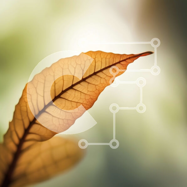 Intra Συλλεκτικό Ξύλινο Παζλ Plywood  4mm - Όμορφη κοντινή λήψη της φύσης: Φύλλο σε ένα κλαδί δέντρου με το φως του ήλιου Σε Ξύλινο Κουτί - Διαστάσεις: 10x10 cm – 25 κομμάτια