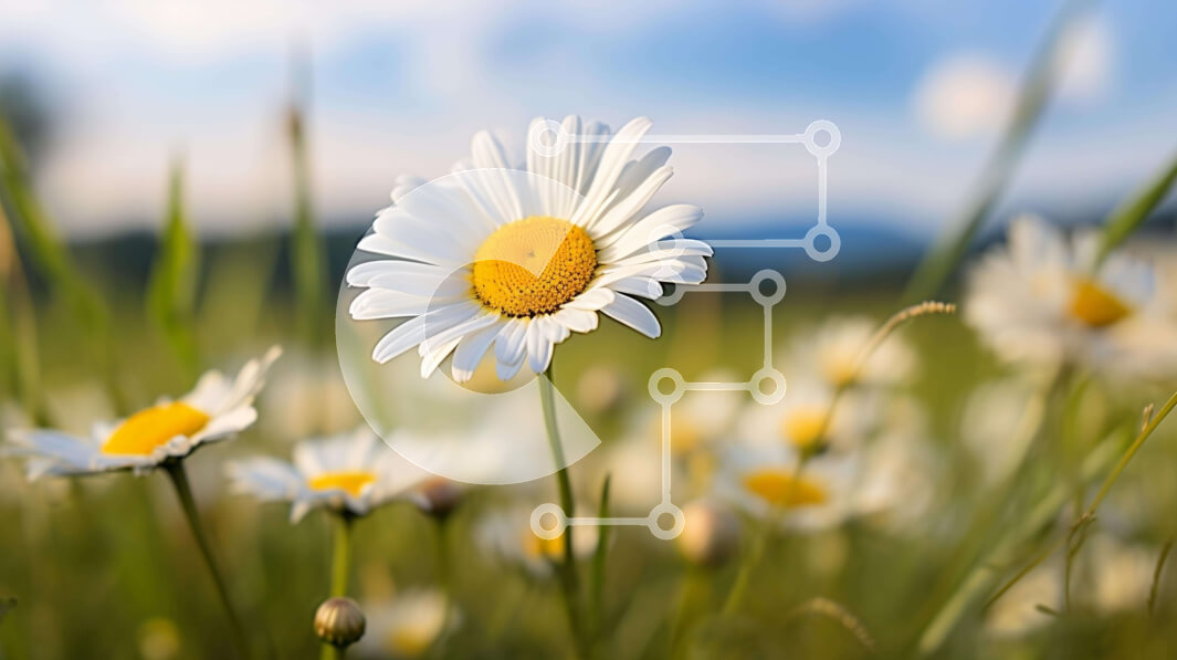 Intra Συλλεκτικό Ξύλινο Παζλ Plywood  4mm - Πεδίο με λευκές και κίτρινες μαργαρίτες σε άνθιση Σε Ξύλινο Κουτί - Διαστάσεις: 10x10 cm – 25 κομμάτια