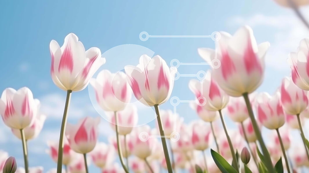 Intra Συλλεκτικό Ξύλινο Παζλ Plywood  4mm - Πεδίο με ροζ και λευκές τουλίπες την άνοιξη Σε Ξύλινο Κουτί - Διαστάσεις: 10x10 cm – 25 κομμάτια