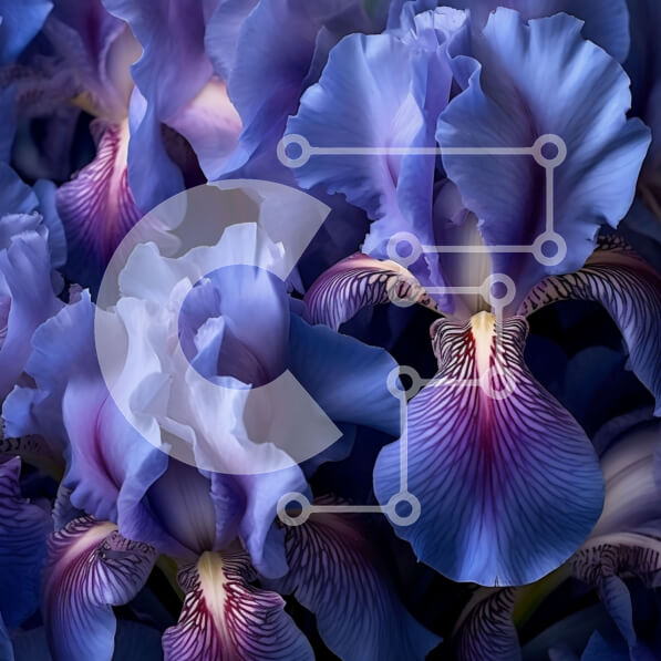 Intra Συλλεκτικό Ξύλινο Παζλ Plywood  4mm - Εκπληκτική κοντινή πλάνο μωβ λουλουδιών ίριδας με σκοτεινά κέντρα Σε Ξύλινο Κουτί - Διαστάσεις: 10x10 cm – 25 κομμάτια