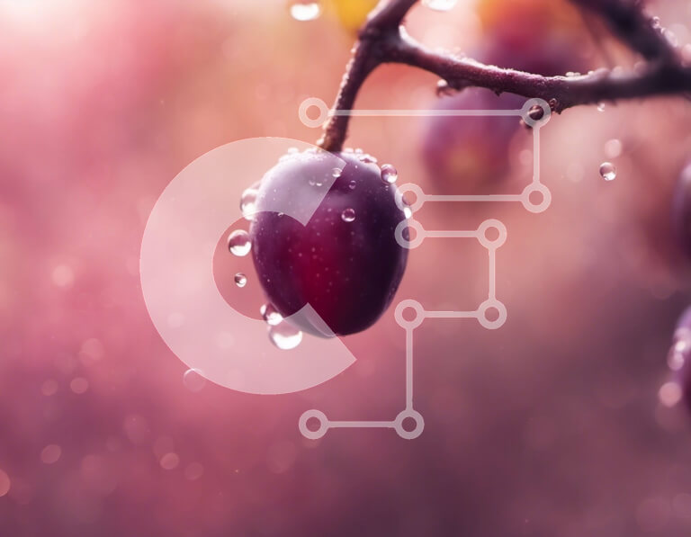 Intra Συλλεκτικό Ξύλινο Παζλ Plywood  4mm - Δαμάσκηνο με σταγονίδια νερού στο κλαδί Σε Ξύλινο Κουτί - Διαστάσεις: 10x10 cm – 25 κομμάτια