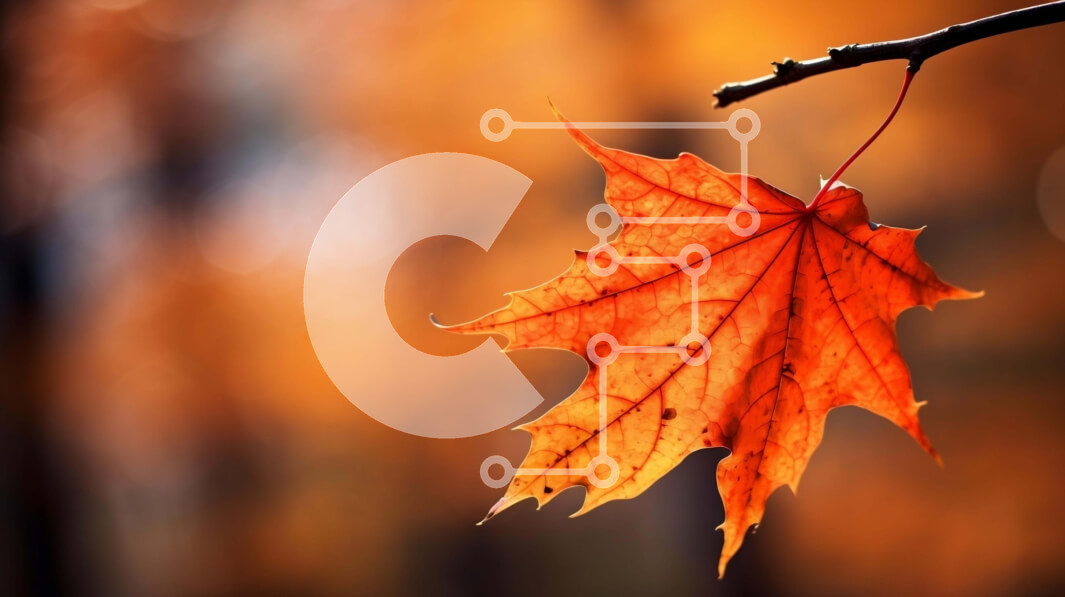 Intra Συλλεκτικό Ξύλινο Παζλ Plywood  4mm - Πορτοκαλί φύλλο που κρέμεται από ένα κλαδί την εποχή του φθινοπώρου Σε Ξύλινο Κουτί - Διαστάσεις: 10x10 cm – 25 κομμάτια