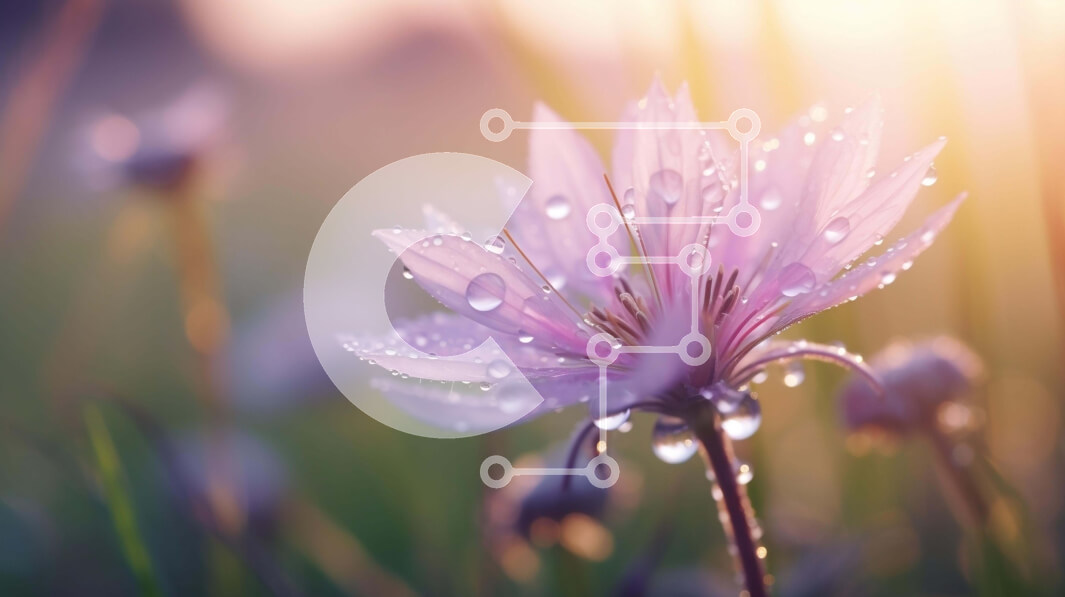 Intra Συλλεκτικό Ξύλινο Παζλ Plywood  4mm - Ροζ λουλούδι με σταγονίδια δροσιάς στο ηλιοβασίλεμα Σε Ξύλινο Κουτί - Διαστάσεις: 10x10 cm – 25 κομμάτια