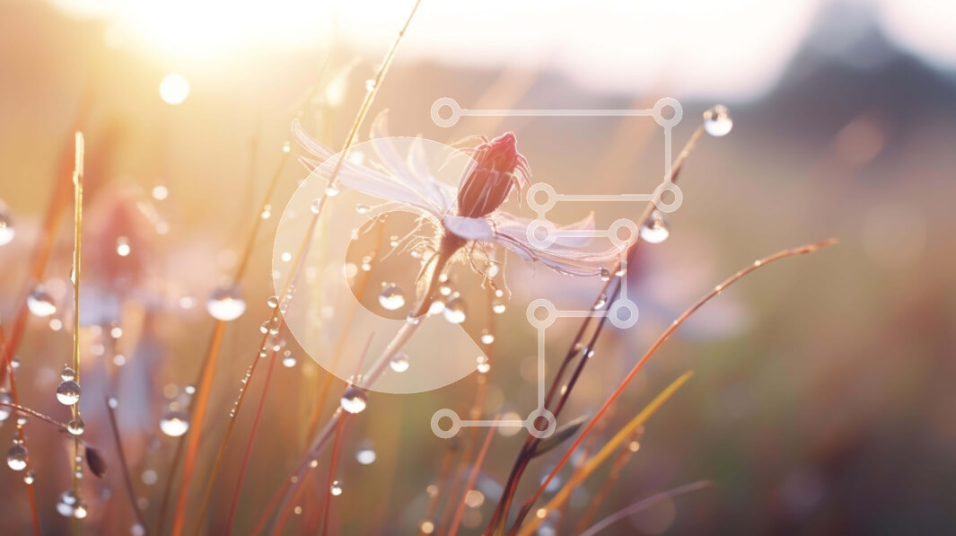 Intra Συλλεκτικό Ξύλινο Παζλ Plywood  4mm - Πεδίο λουλουδιών με σταγόνες δροσιάς Σε Ξύλινο Κουτί - Διαστάσεις: 10x10 cm – 25 κομμάτια