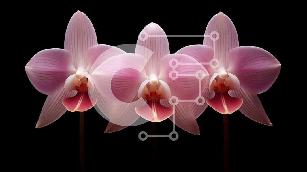 Intra Συλλεκτικό Ξύλινο Παζλ Plywood  4mm - Ροζ λουλούδια ορχιδέας σε σειρά Σε Ξύλινο Κουτί - Διαστάσεις: 10x10 cm – 25 κομμάτια