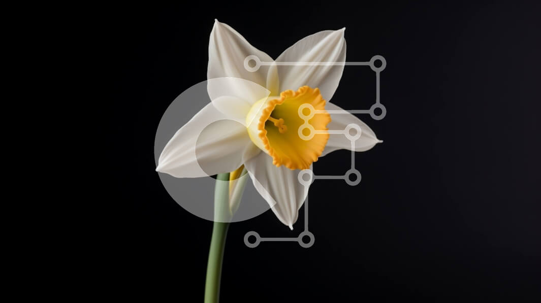 Intra Συλλεκτικό Ξύλινο Παζλ Plywood  4mm - Όμορφο λευκό και κίτρινο λουλούδι ασφόδελου σε σκούρο φόντο Σε Ξύλινο Κουτί - Διαστάσεις: 10x10 cm – 25 κομμάτια