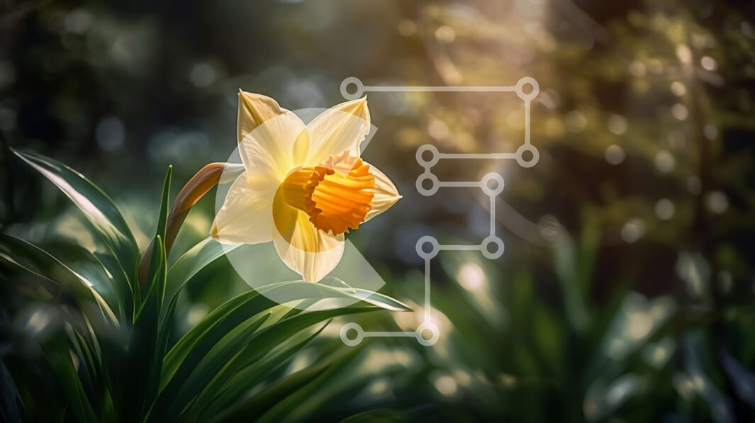 Intra Συλλεκτικό Ξύλινο Παζλ Plywood  4mm - Φωτεινό και χαρούμενο κίτρινο λουλούδι ασφόδελου στο φως του ήλιου Σε Ξύλινο Κουτί - Διαστάσεις: 10x10 cm – 25 κομμάτια