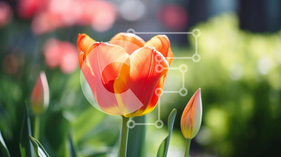 Intra Συλλεκτικό Ξύλινο Παζλ Plywood  4mm - Πορτοκαλί τουλίπα που ανθίζει στον καταπράσινο κήπο Σε Ξύλινο Κουτί - Διαστάσεις: 10x10 cm – 25 κομμάτια