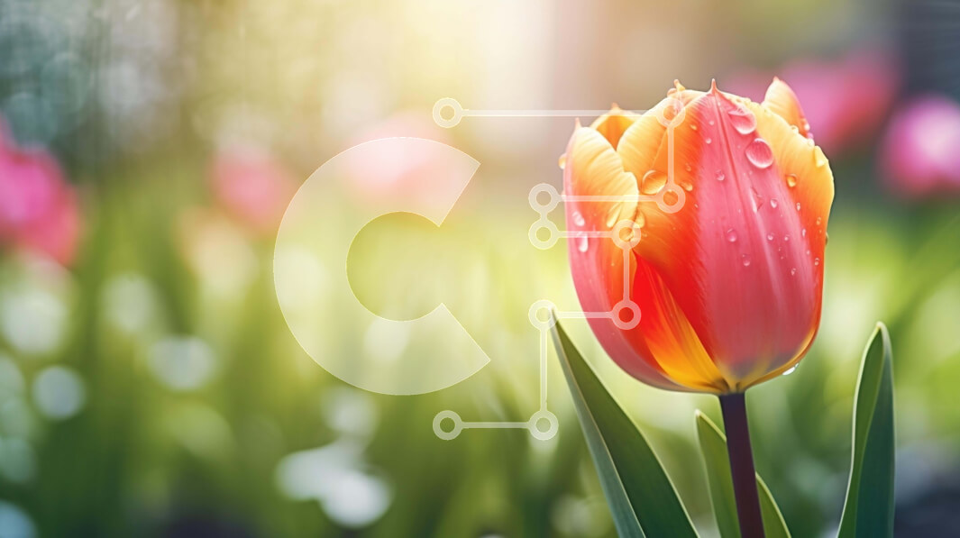 Intra Συλλεκτικό Ξύλινο Παζλ Plywood  4mm - Κόκκινο και πορτοκαλί λουλούδι τουλίπας σε ένα χωράφι με πράσινο γρασίδι με σταγονίδια νερού Σε Ξύλινο Κουτί - Διαστάσεις: 10x10 cm – 25 κομμάτια