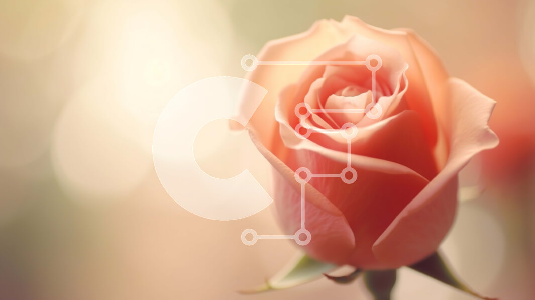 Intra Συλλεκτικό Ξύλινο Παζλ Plywood  4mm - Μονό ροζ τριαντάφυλλο με θολό φόντο και φωτισμό Bokeh Σε Ξύλινο Κουτί - Διαστάσεις: 10x10 cm – 25 κομμάτια