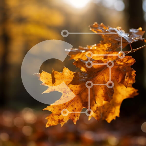 Intra Συλλεκτικό Ξύλινο Παζλ Plywood  4mm - Εκπληκτική κινηματογράφηση σε πρώτο πλάνο του φθινοπωρινού φύλλου με σταγονίδια δροσιάς Σε Ξύλινο Κουτί - Διαστάσεις: 10x10 cm – 25 κομμάτια