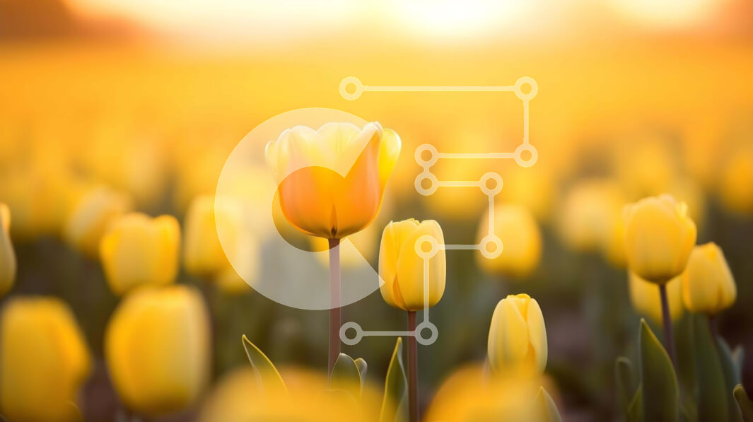 Intra Συλλεκτικό Ξύλινο Παζλ Plywood  4mm - Πεδίο με κίτρινες τουλίπες την άνοιξη Σε Ξύλινο Κουτί - Διαστάσεις: 10x10 cm – 25 κομμάτια