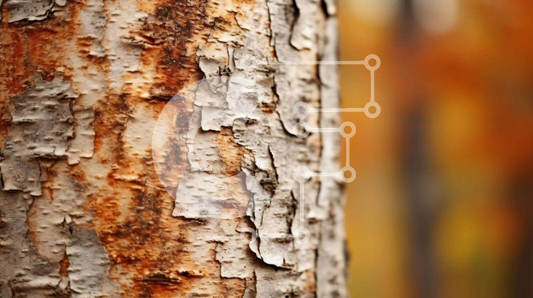 Intra Συλλεκτικό Ξύλινο Παζλ Plywood  4mm - Ξεπερασμένος κορμός δέντρου το φθινόπωρο Σε Ξύλινο Κουτί - Διαστάσεις: 10x10 cm – 25 κομμάτια