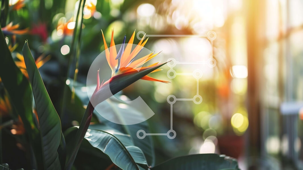 Intra Συλλεκτικό Ξύλινο Παζλ Plywood  4mm - Λουλούδι Bird of Paradise σε καταπράσινο περιβάλλον θερμοκηπίου Σε Ξύλινο Κουτί - Διαστάσεις: 10x10 cm – 25 κομμάτια