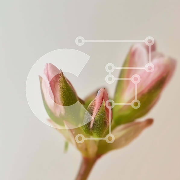 Intra Συλλεκτικό Ξύλινο Παζλ Plywood  4mm - Κοντινό πλάνο δύο ροζ λουλουδιών σε λευκό φόντο Σε Ξύλινο Κουτί - Διαστάσεις: 10x10 cm – 25 κομμάτια