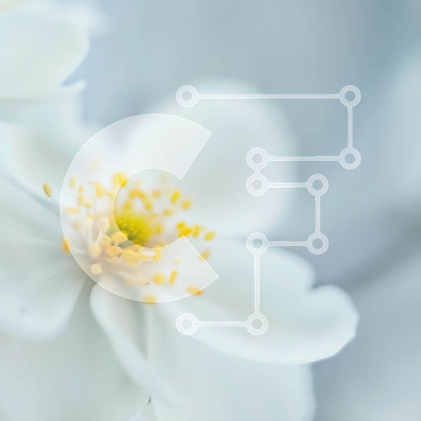 Intra Συλλεκτικό Ξύλινο Παζλ Plywood  4mm - Κοντινό πλάνο λευκών λουλουδιών με κίτρινα και λευκά πέταλα Σε Ξύλινο Κουτί - Διαστάσεις: 10x10 cm – 25 κομμάτια