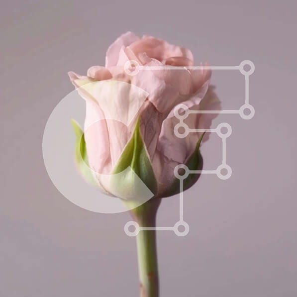 Intra Συλλεκτικό Ξύλινο Παζλ Plywood  4mm - Μονό ροζ τριαντάφυλλο με υπόλευκο φόντο Σε Ξύλινο Κουτί - Διαστάσεις: 10x10 cm – 25 κομμάτια