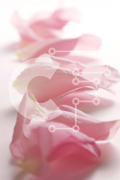 Σετ των 2 Intra Συλλεκτικό Ξύλινο Παζλ Plywood  4mm - Σειρά από ροζ πέταλα σε λευκή επιφάνεια Σε Ξύλινο Κουτί - Διαστάσεις: 10x10 cm – 25 κομμάτια