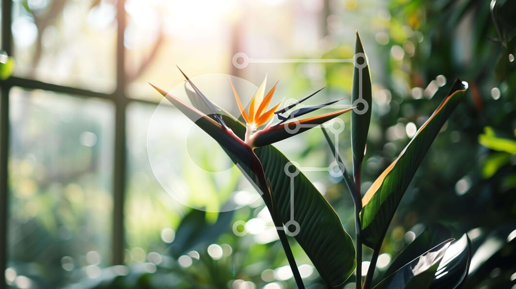 Intra Συλλεκτικό Ξύλινο Παζλ Plywood  4mm - Μεγάλο λουλούδι Bird of Paradise στο φως του ήλιου Σε Ξύλινο Κουτί - Διαστάσεις: 10x10 cm – 25 κομμάτια