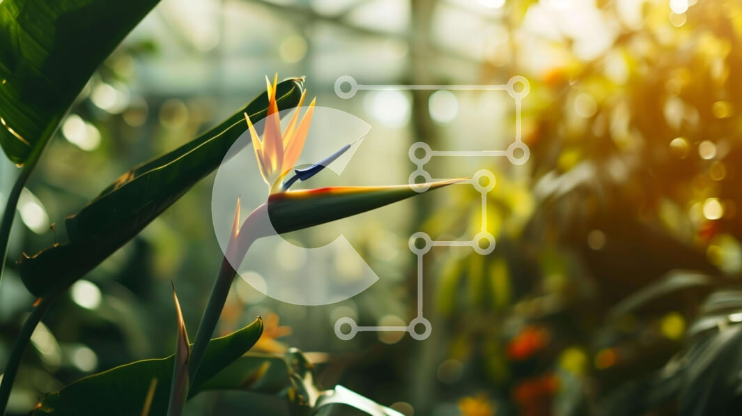 Intra Συλλεκτικό Ξύλινο Παζλ Plywood  4mm - Λουλούδι Bird of Paradise σε εσωτερικό κήπο ή θερμοκήπιο Σε Ξύλινο Κουτί - Διαστάσεις: 10x10 cm – 25 κομμάτια