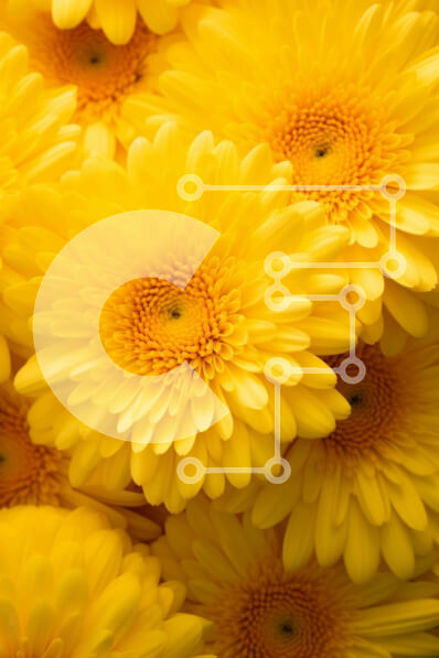 Σετ των 2 Intra Συλλεκτικό Ξύλινο Παζλ Plywood  4mm - Κοντινό πλάνο κίτρινων λουλουδιών μαργαρίτας σε διάταξη Σε Ξύλινο Κουτί - Διαστάσεις: 10x10 cm – 25 κομμάτια