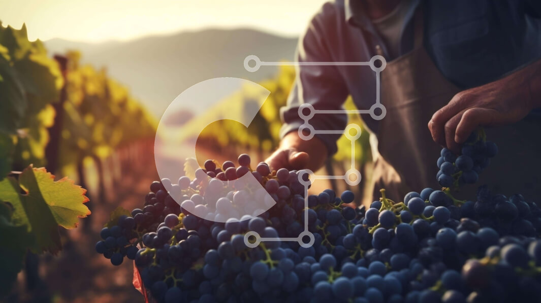 Intra Συλλεκτικό Ξύλινο Παζλ Plywood  4mm - Άτομο που μαζεύει σταφύλια σε έναν αμπελώνα Σε Ξύλινο Κουτί - Διαστάσεις: 10x10 cm – 25 κομμάτια