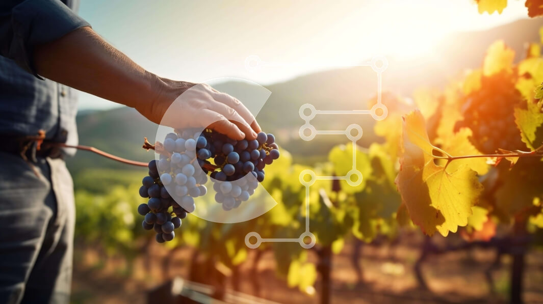 Intra Συλλεκτικό Ξύλινο Παζλ Plywood  4mm - Άτομο που κρατά τσαμπιά σταφύλια σε ένα γεωργικό χωράφι Σε Ξύλινο Κουτί - Διαστάσεις: 10x10 cm – 25 κομμάτια