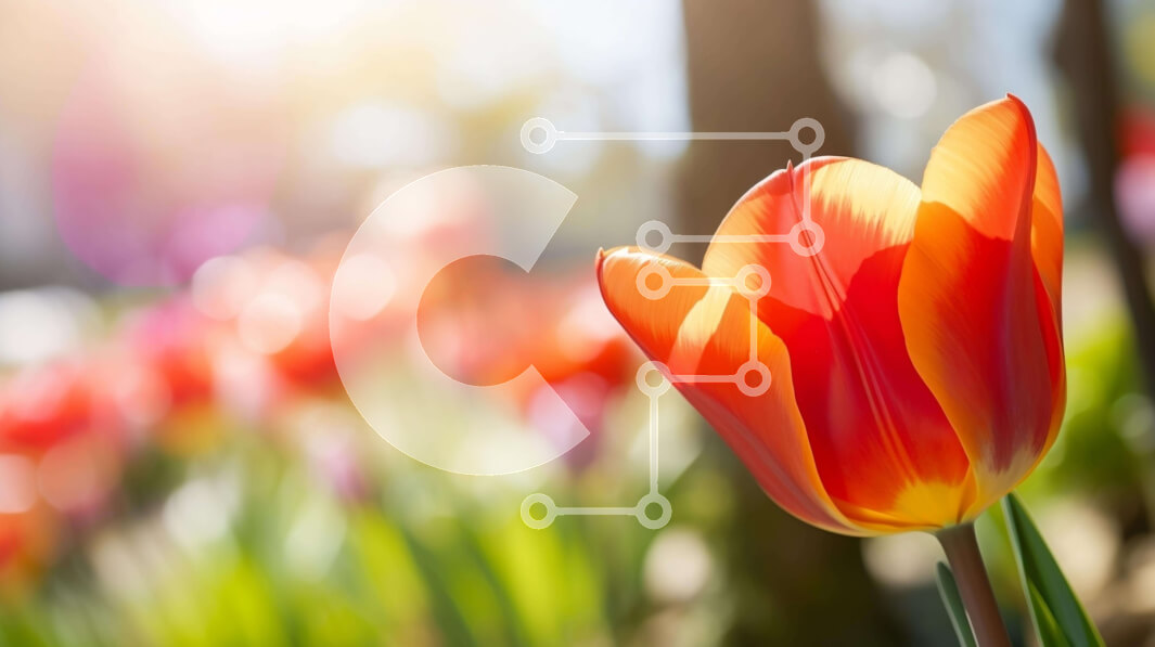 Intra Συλλεκτικό Ξύλινο Παζλ Plywood  4mm - Πορτοκαλί τουλίπα σε ένα χωράφι με μωβ και ροζ λουλούδια Σε Ξύλινο Κουτί - Διαστάσεις: 10x10 cm – 25 κομμάτια