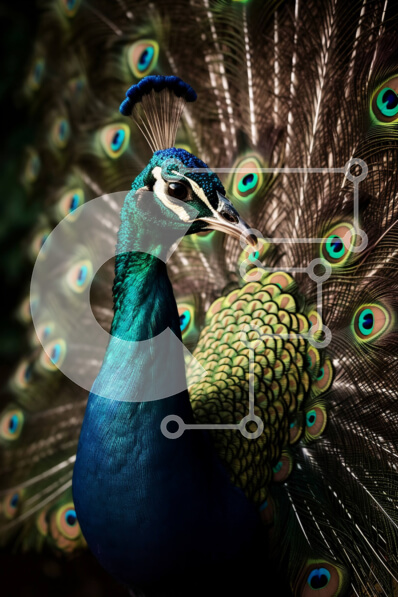 Σετ των 2 Intra Συλλεκτικό Ξύλινο Παζλ Plywood  4mm - Εκπληκτική εικόνα του προσώπου ενός παγωνιού και των πολύχρωμων φτερών Σε Ξύλινο Κουτί - Διαστάσεις: 10x10 cm – 25 κομμάτια