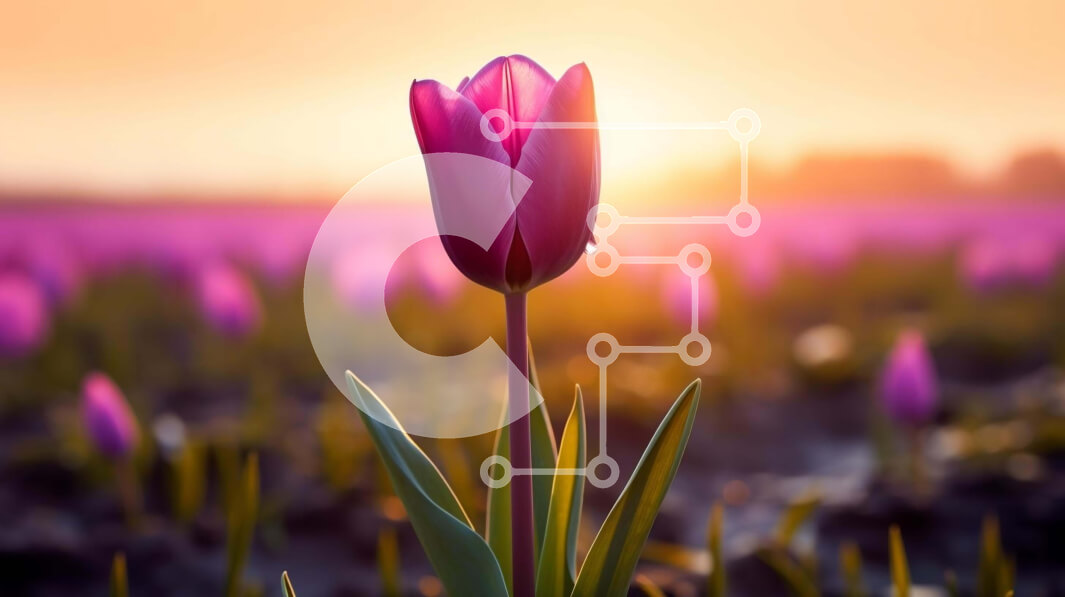 Intra Συλλεκτικό Ξύλινο Παζλ Plywood  4mm - Μονή ροζ τουλίπα στο πεδίο των μωβ λουλουδιών στο ηλιοβασίλεμα Σε Ξύλινο Κουτί - Διαστάσεις: 10x10 cm – 25 κομμάτια