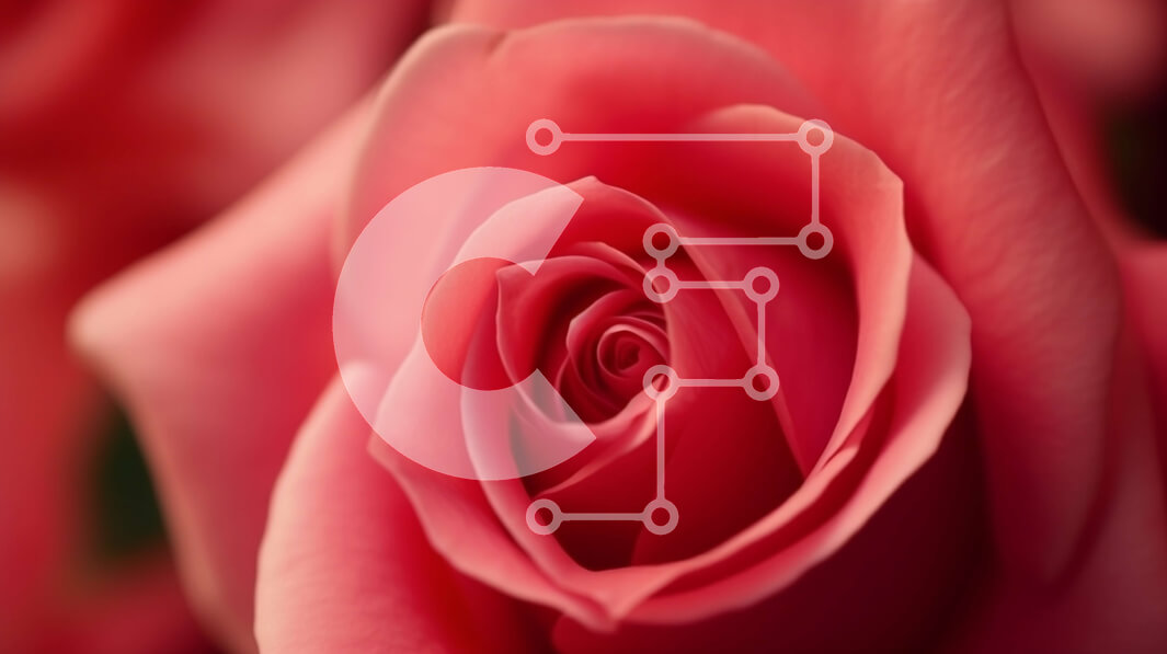 Intra Συλλεκτικό Ξύλινο Παζλ Plywood  4mm - Όμορφο ροζ τριαντάφυλλο από κοντά Σε Ξύλινο Κουτί - Διαστάσεις: 10x10 cm – 25 κομμάτια