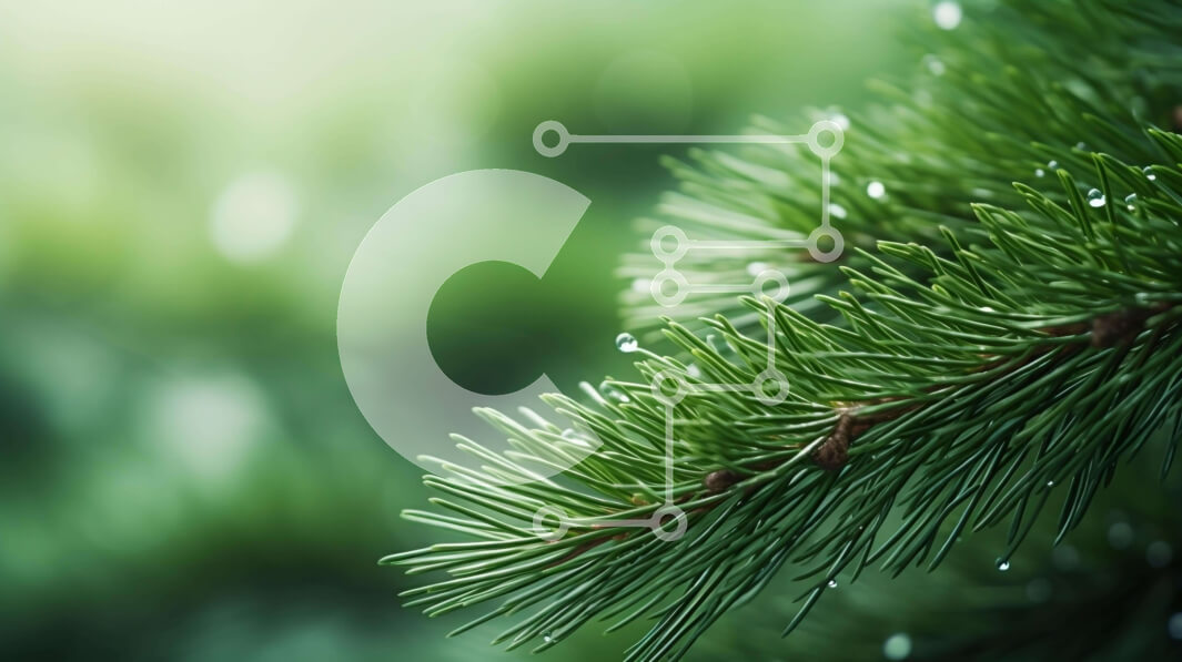 Intra Συλλεκτικό Ξύλινο Παζλ Plywood  4mm - Κλαδί δέντρου πράσινου πεύκου με σταγονίδια νερού Σε Ξύλινο Κουτί - Διαστάσεις: 10x10 cm – 25 κομμάτια