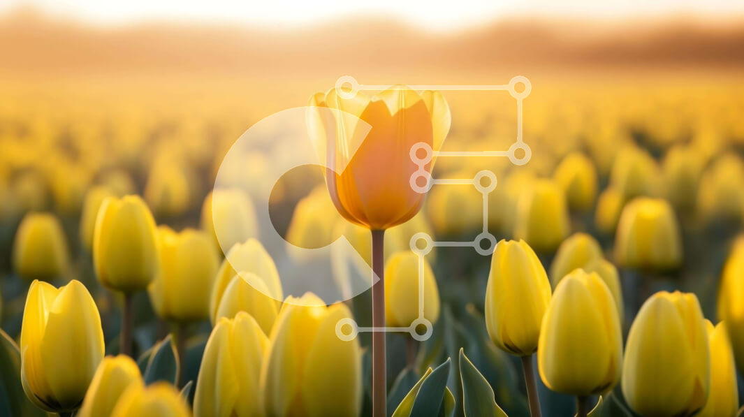 Intra Συλλεκτικό Ξύλινο Παζλ Plywood  4mm - Μονή κίτρινη τουλίπα σε ένα χωράφι με κίτρινα λουλούδια Σε Ξύλινο Κουτί - Διαστάσεις: 10x10 cm – 25 κομμάτια